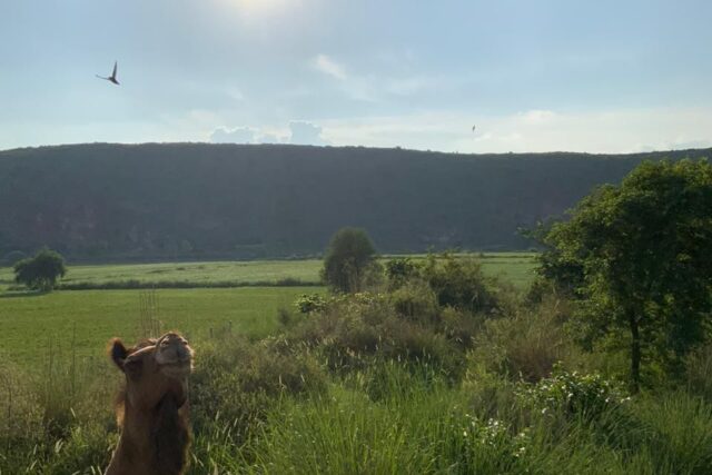 Ananda Agri Farm