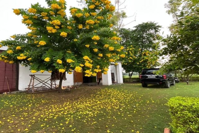 Ram Rattan Land in Naugaon Alwar